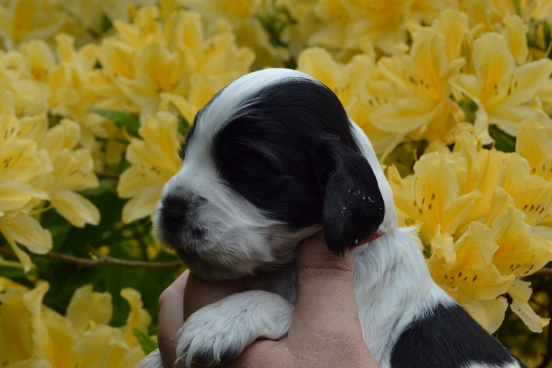 7b - fenka červená.JPG